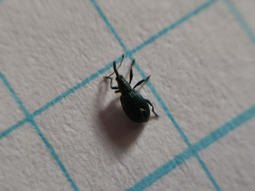 Ischnopterapion virens - lóheregyökér-cickányormányos