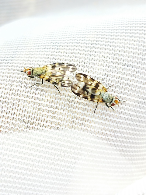 Otites centralis/guttata