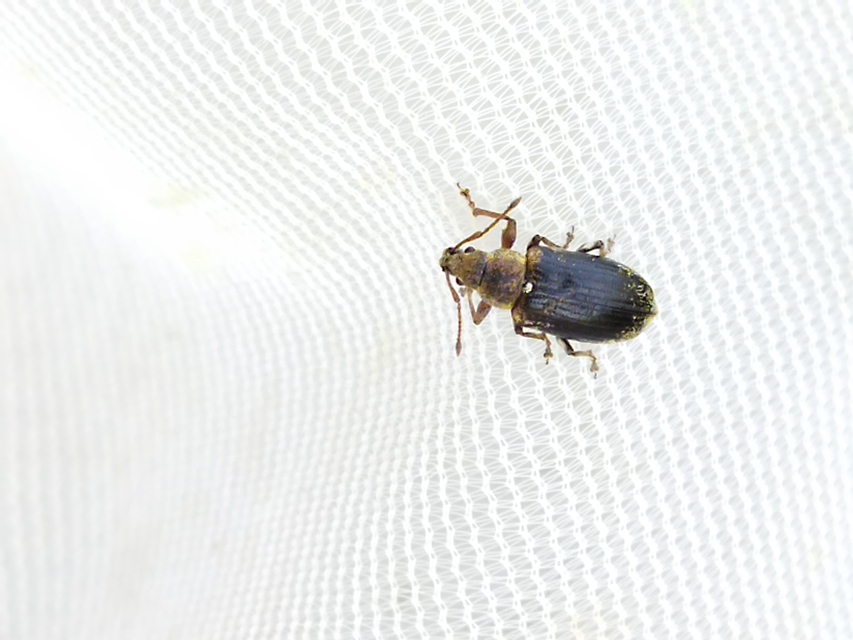 Phyllobius pyri - gyümölcsfa-levélormányos