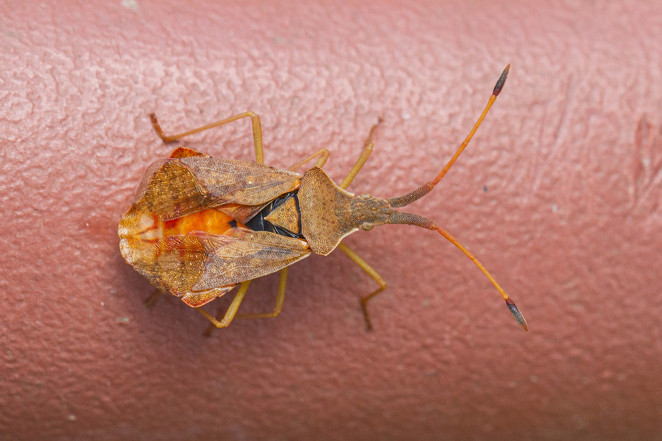 Syromastus rhombeus - vitorlás karimáspoloska