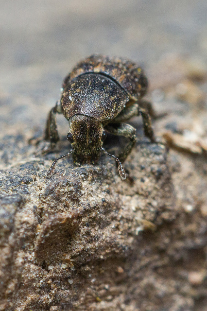 Anthribus nebulosus - ködfoltos pajzstetvész-orrosbogár