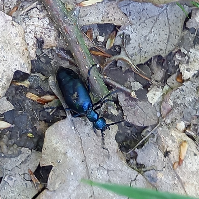 Meloe violaceus - kék nünüke