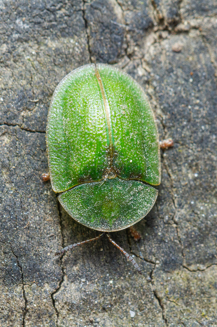 Cassida rubiginosa - lapos pajzsbogár Cassida rubiginosa - lapos pajzsbogár