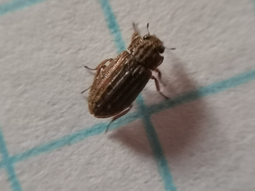 Helophorus nubilus - réti vésettcsibor