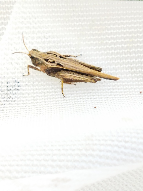 Tetrix subulata - közönséges tövishátúsáska