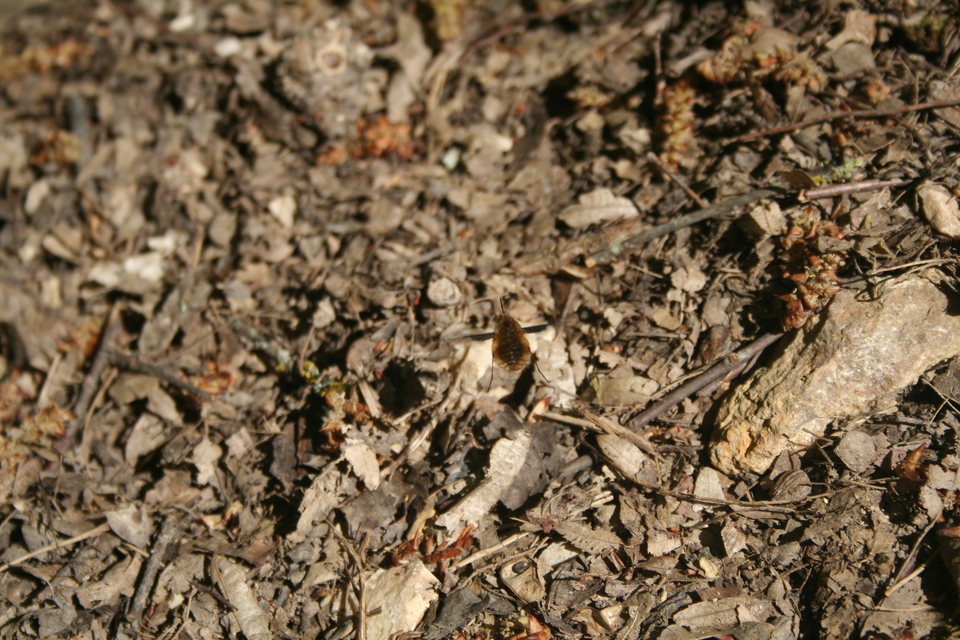 Bombylius major - szegélyes pöszörlégy