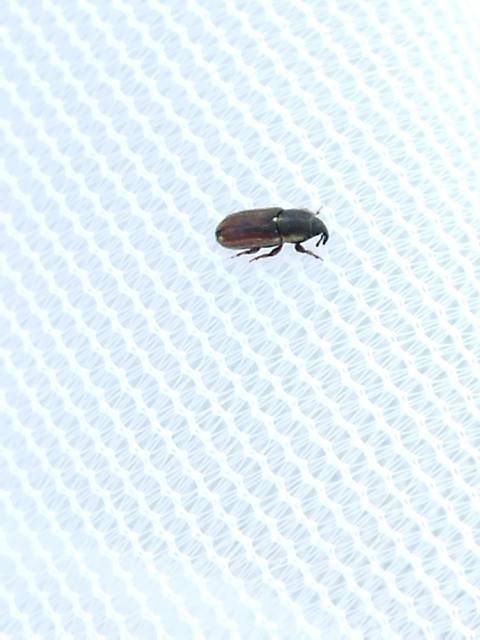 Mecinus circulatus - sávos útifűormányos