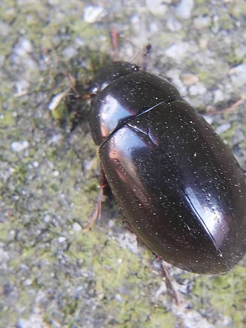 Hydrochara