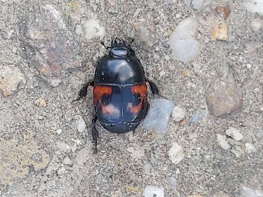 Hister quadrimaculatus - közönséges sutabogár