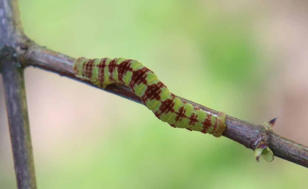 Epirrita christyi/dilutata