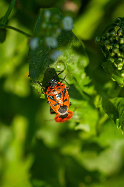 Eurydema ornata - díszespoloska