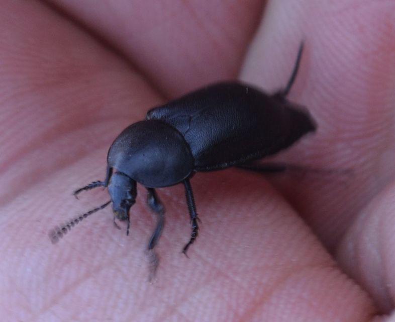 Ablattaria laevigata - sima csigarabló