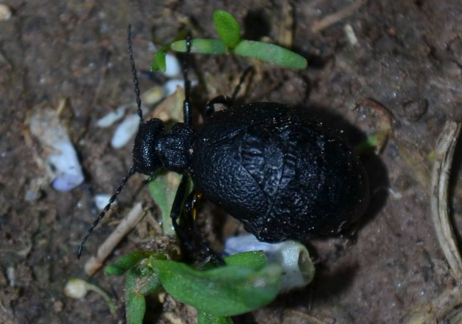 Meloe rugosus - ráncos nünüke