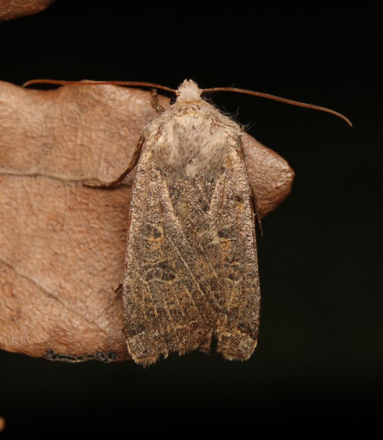 Conistra veronicae - veronika-őszibagoly