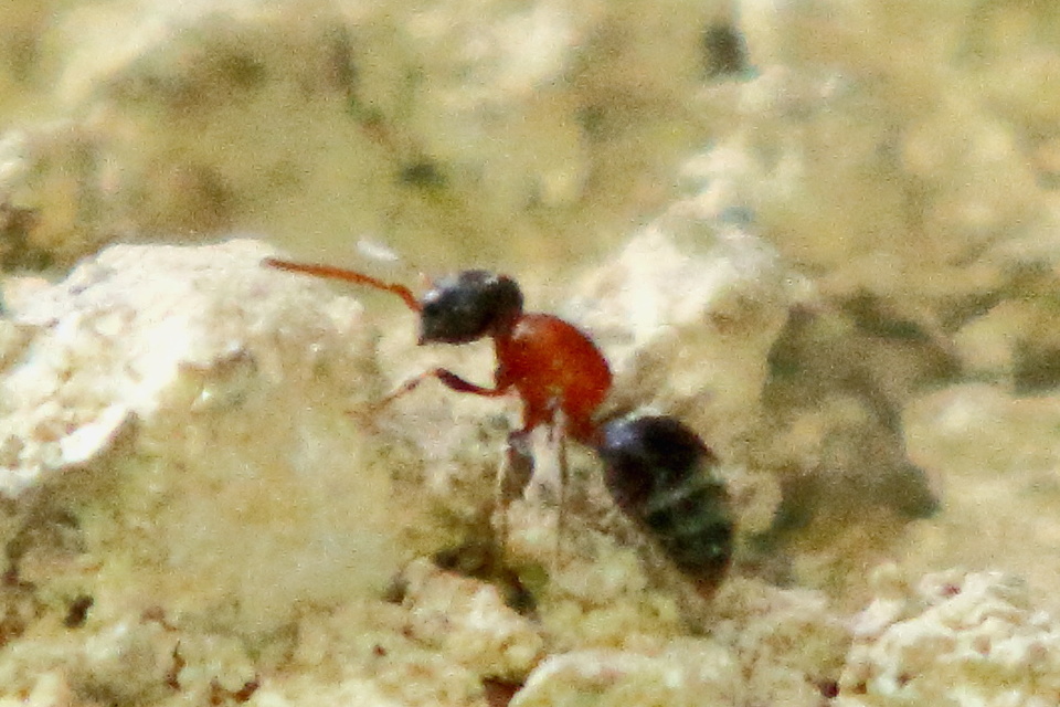Mutillidae - hangyadarazsak