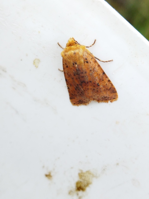 Conistra rubiginea - vörös őszibagoly