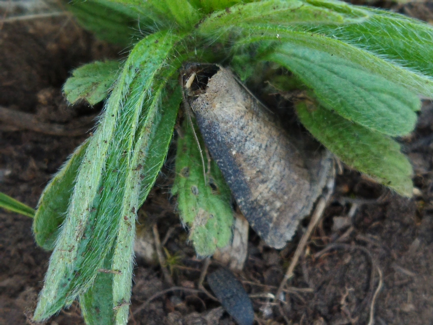 Lygephila procax - fekete csüdfűbagoly