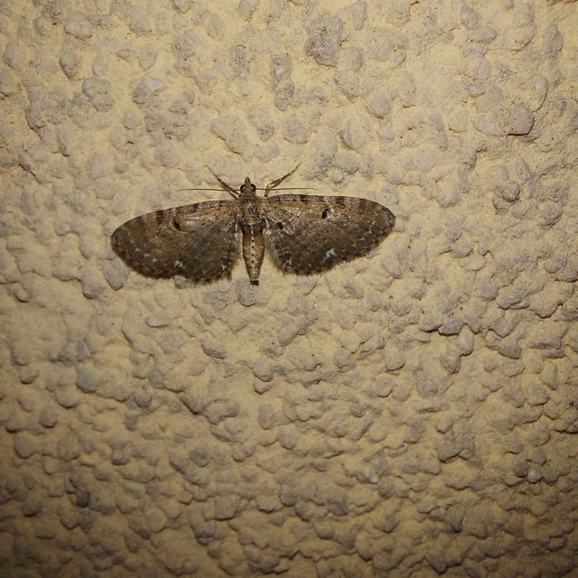 Eupithecia absinthiata - üröm-törpearaszoló