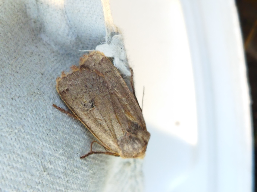 Conistra erythrocephala - vörösfejű őszibagoly