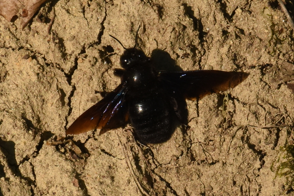 Xylocopa