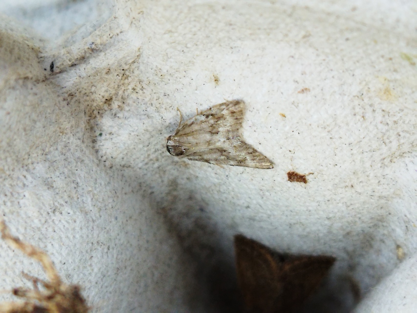 Nola cicatricalis - szürke pamacsosszövő