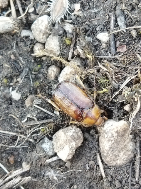 Rhizotrogus aestivus - tavaszvégi cserebogár