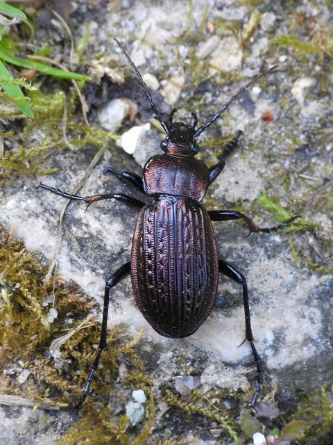 Carabus ulrichii - rezes futrinka Carabus ulrichii - rezes futrinka