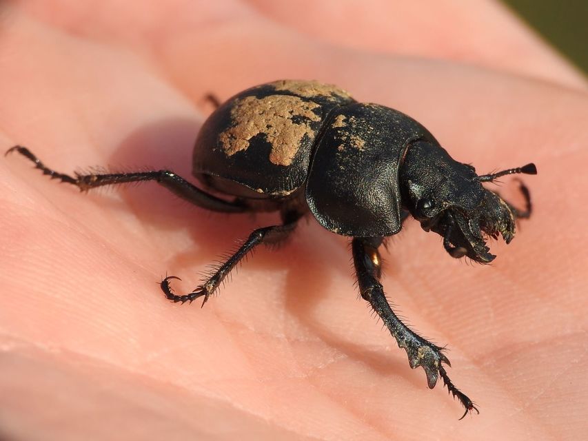 Lethrus apterus - nagyfejű csajkó