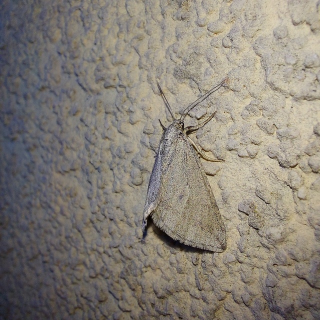 Lithostege griseata - szürke araszoló