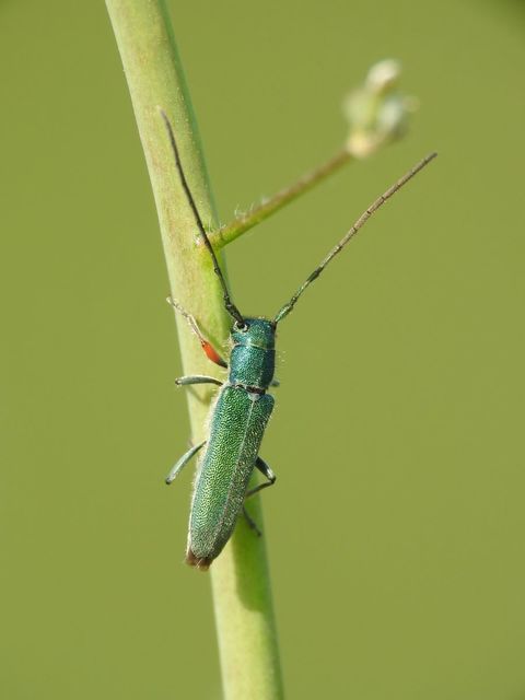Phytoecia caerulea - fémzöld fűcincér Phytoecia caerulea - fémzöld fűcincér