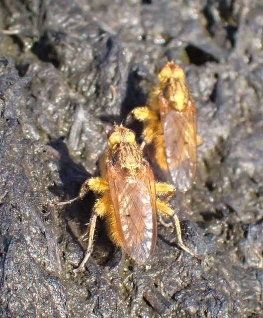 Scathophaga stercoraria - közönséges trágyalégy