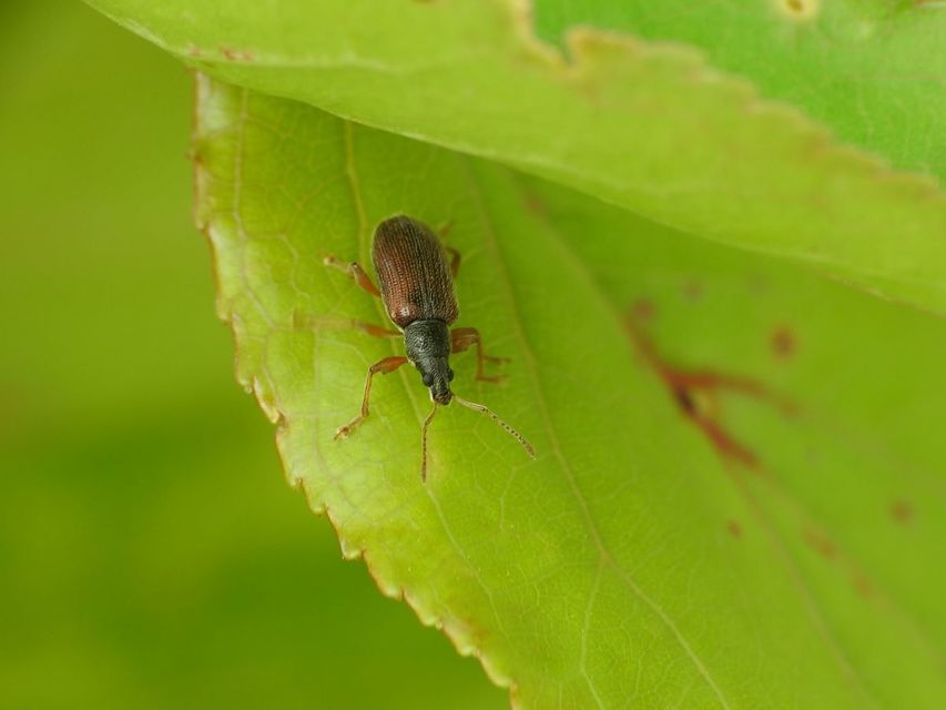 Phyllobius oblongus - közönséges levélormányos