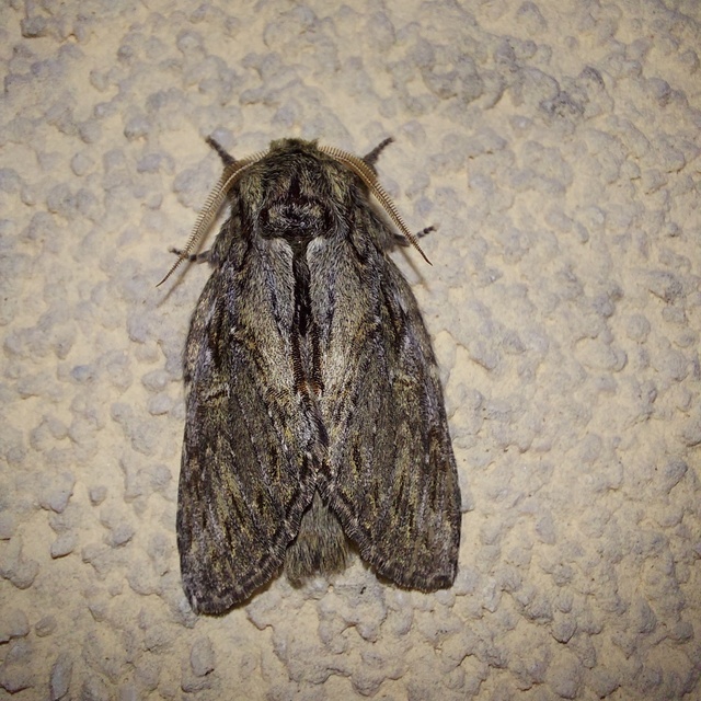 Peridea anceps - füstös púposszövő