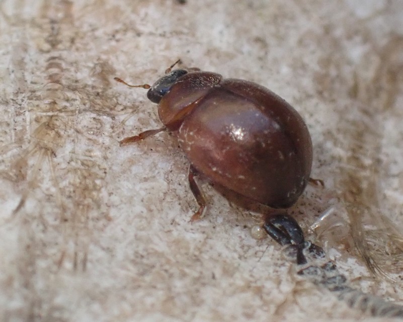 Cynegetis impunctata - pázsitfűböde