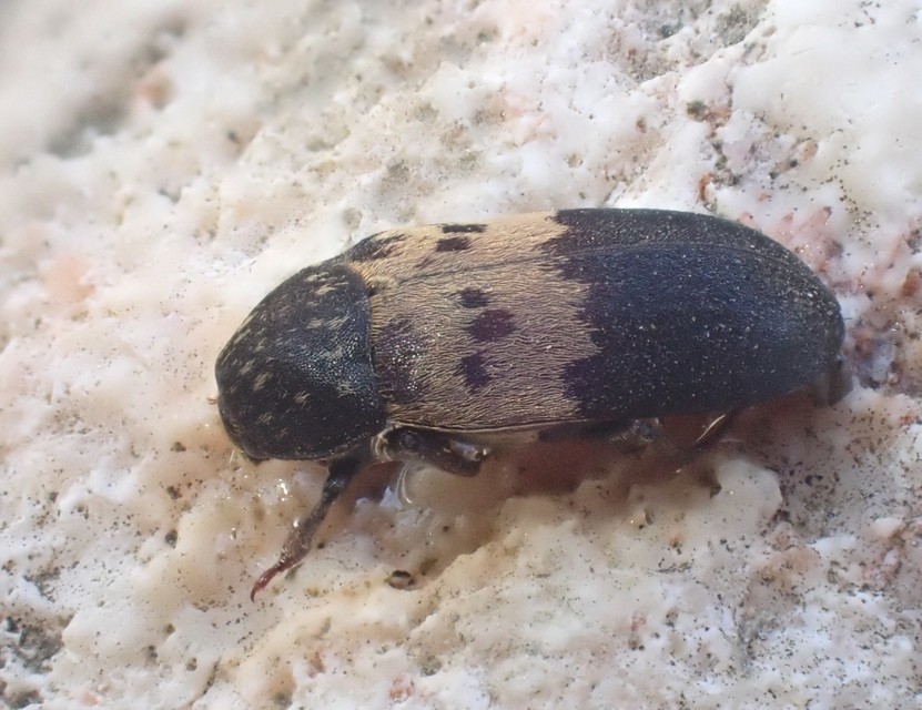 Dermestes lardarius - szalonnaporva Dermestes lardarius - szalonnaporva