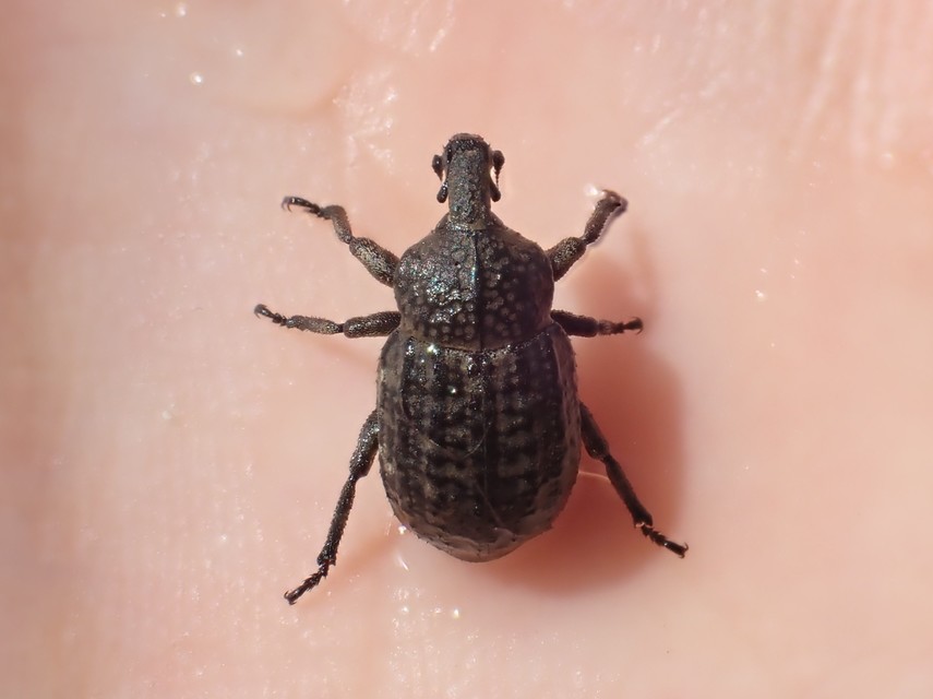 Minyops variolosus - nyugati bordásormányos