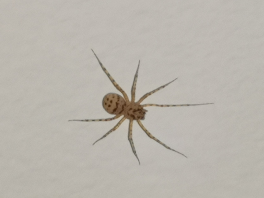 Scytodes thoracica - közönséges csupaszpók