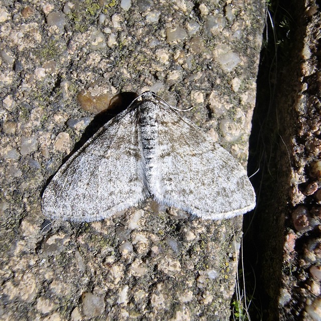 Lobophora halterata - szárnyfüggelékes araszoló