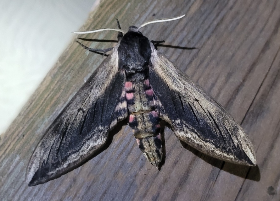 Sphinx ligustri - fagyalszender