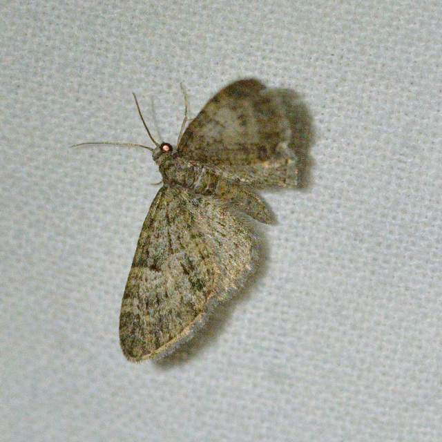 Eupithecia virgaureata - aranyvessző-törpearaszoló
