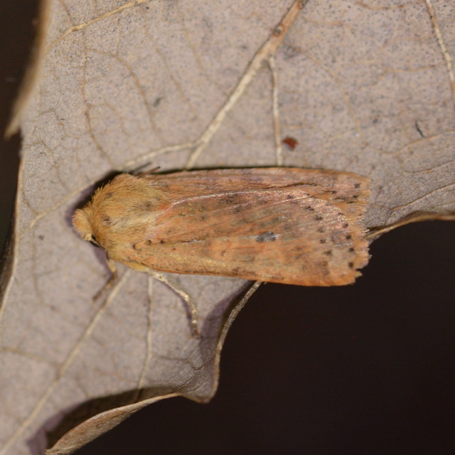 Conistra rubiginea - vörös őszibagoly
