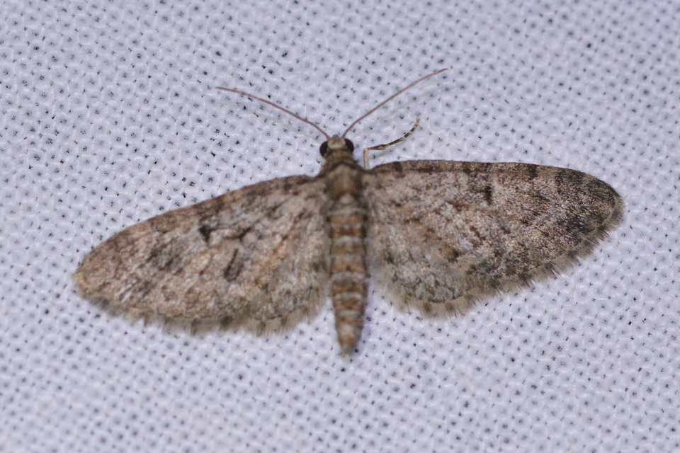 Eupithecia virgaureata - aranyvessző-törpearaszoló