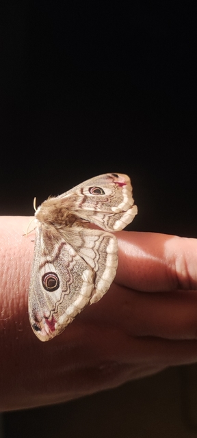 Saturnia pavoniella/pavonia