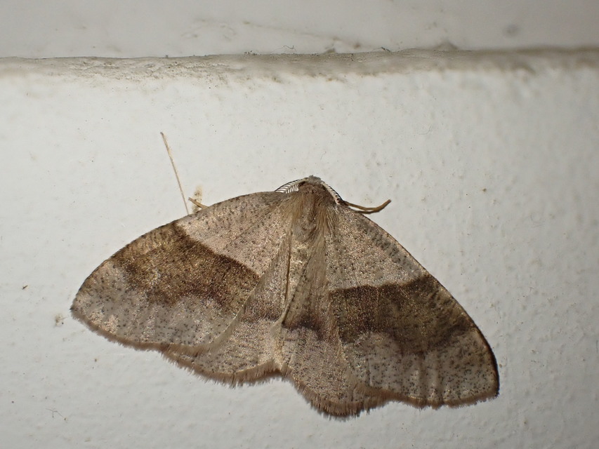 Plagodis pulveraria - szemcsés araszoló