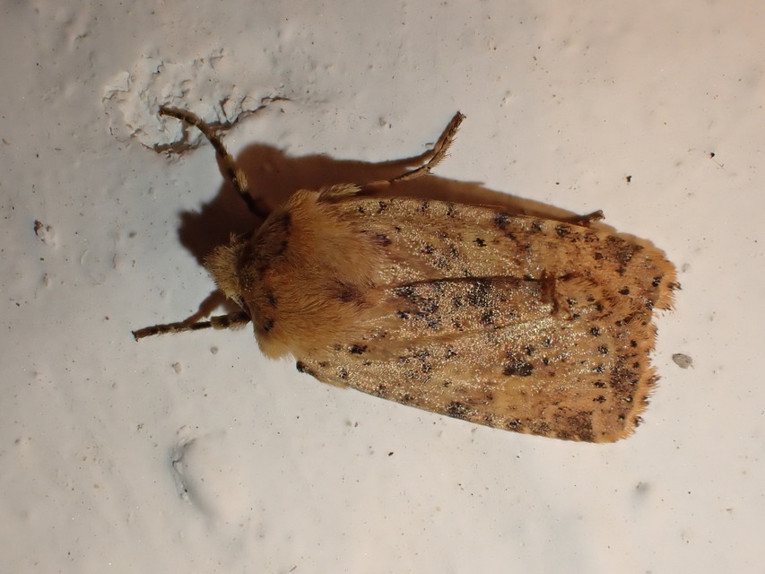 Conistra rubiginea - vörös őszibagoly