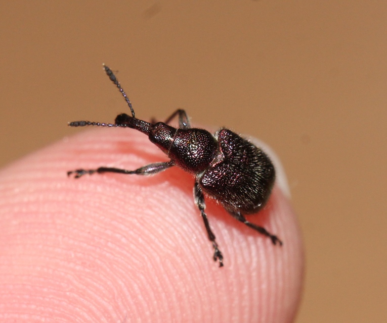 Rhynchites auratus - aranyos eszelény Rhynchites auratus - aranyos eszelény