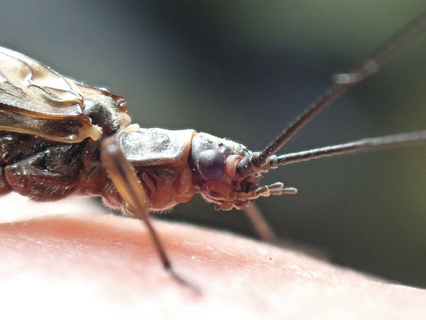 Taeniopterygidae