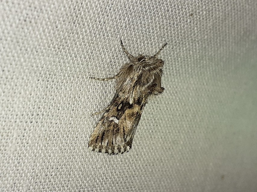 Calophasia lunula - gyújtoványfű-apróbagoly