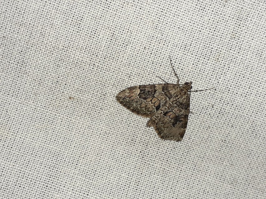 Thera variata - változékony fenyőaraszoló