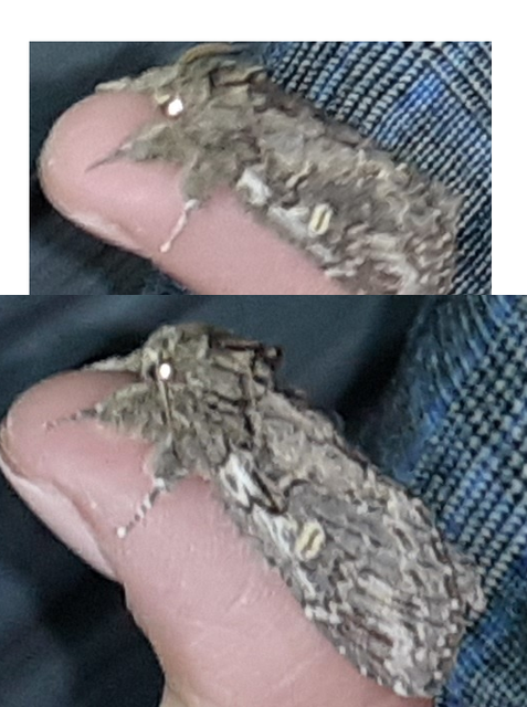 Peridea anceps - füstös púposszövő